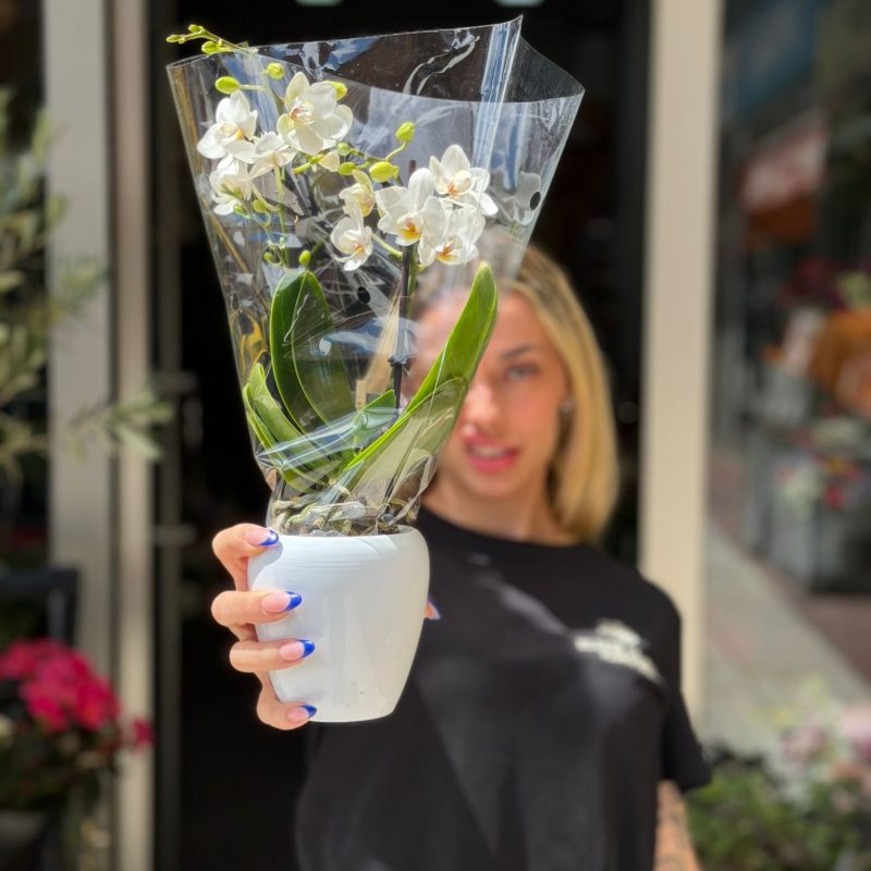 Mini Orquídea Phalaenopsis Blanca en Maceta Cerámica